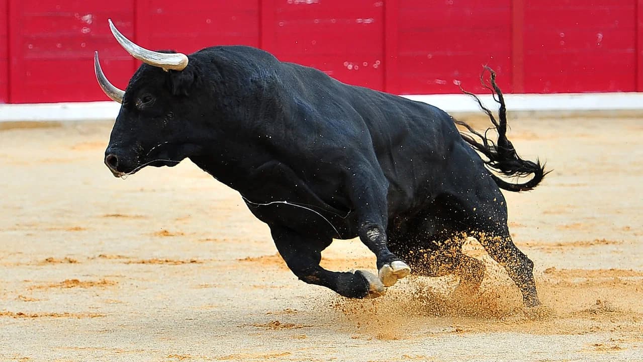 Project - Bulls 2026