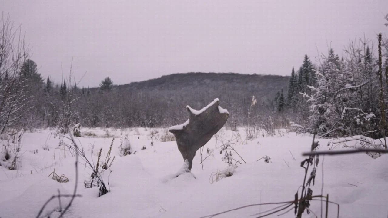 Wild Feast