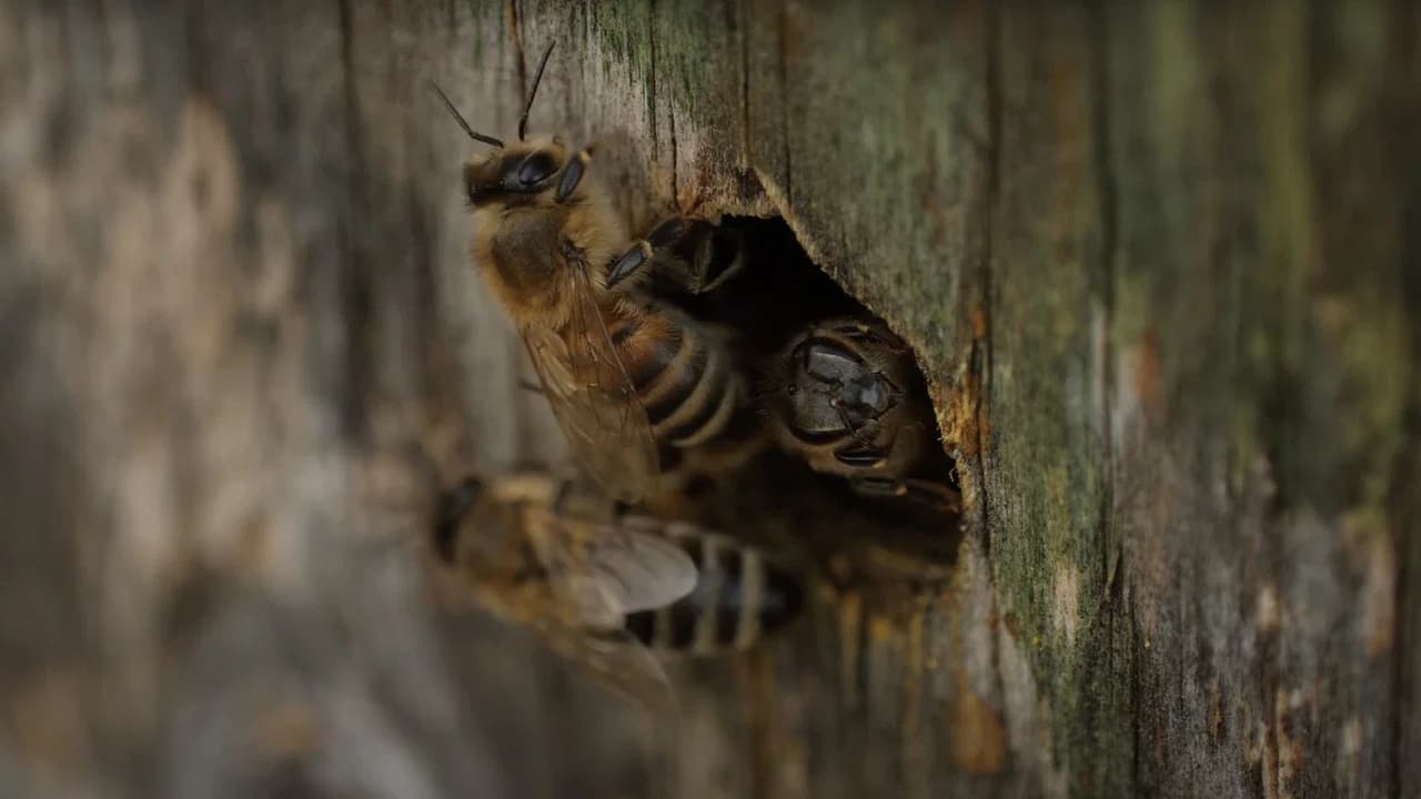 Bees