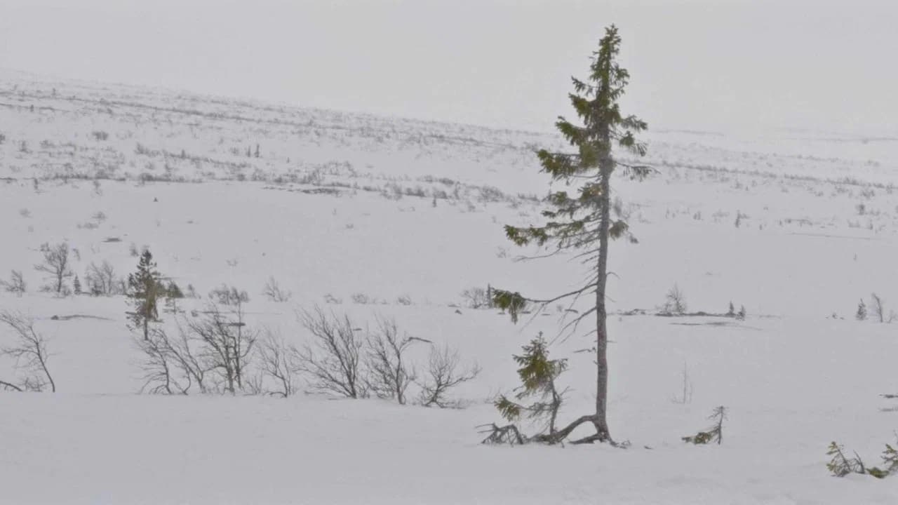 A tree is a tree