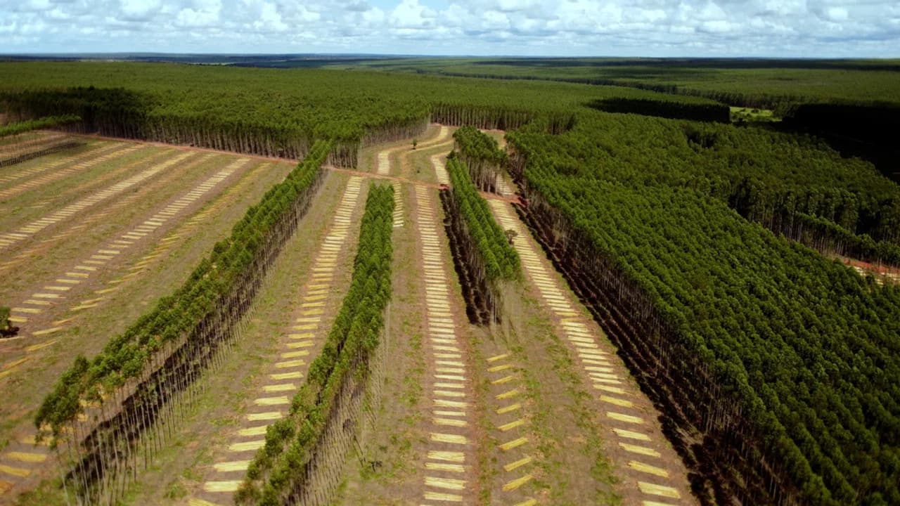 Treewashing: The Planting Illusion