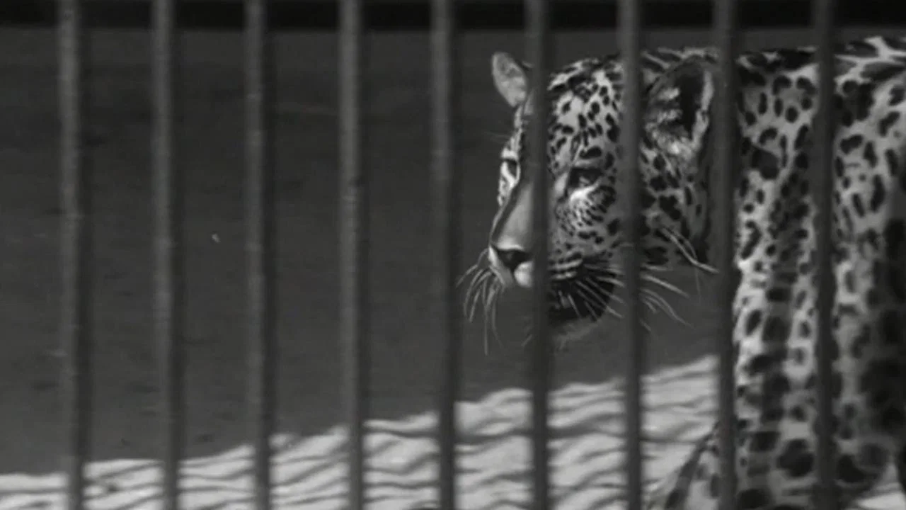 Zoo