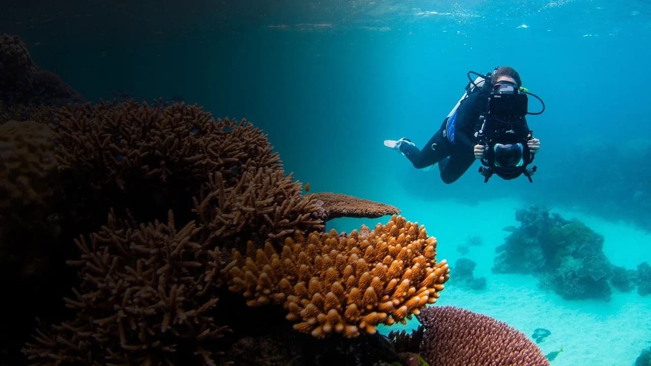 Revealed: Reefshot