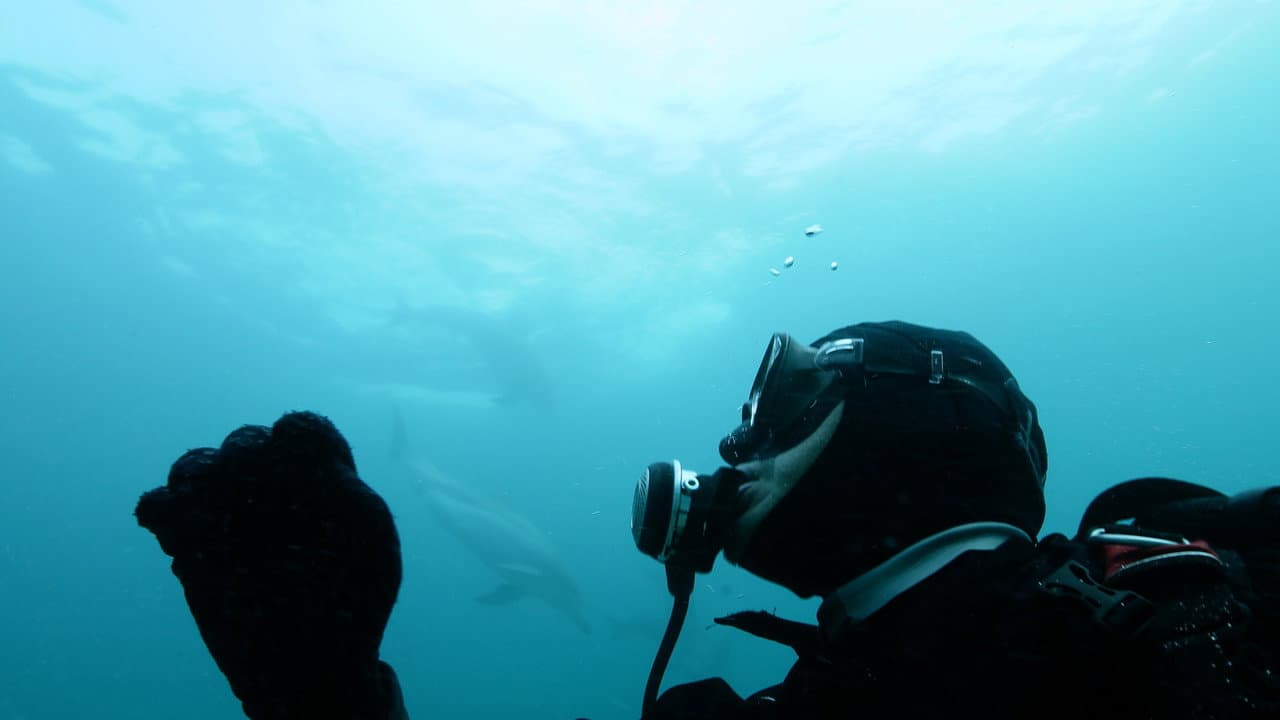 Sea of Whales