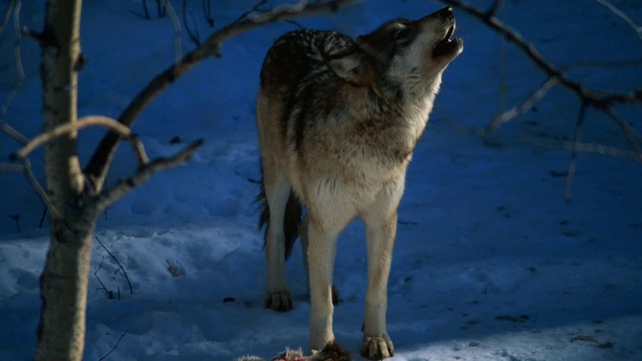 In the Valley of the Wolves