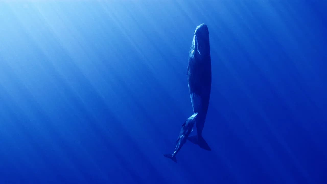 Whales and I