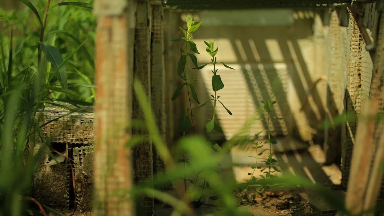 Abandoned Gardens