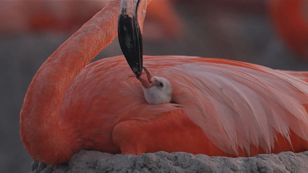 Flamingos: Life After the Meteorite
