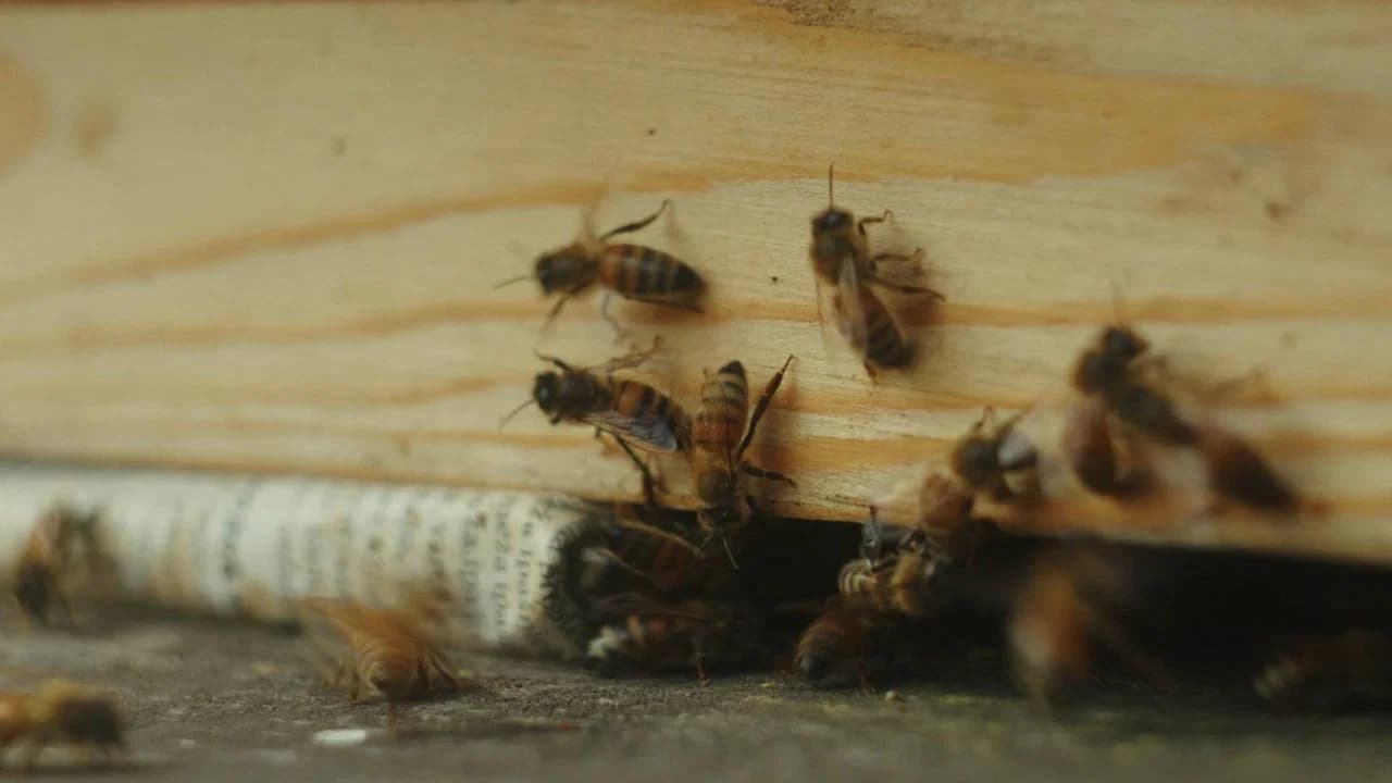 In Search of Honey